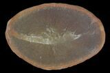 Fossil Shrimp (Kellibrooksi) Nodule, Pos/Neg- Illinois #120887-3